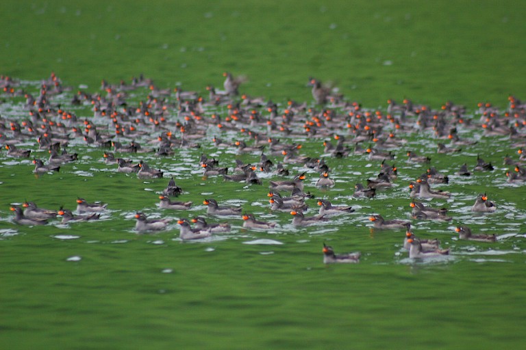 Kuifalken (Aethia cristatella) verzamelen 's avonds in het kratermeer van Yankachita, Koerilen Rusland.