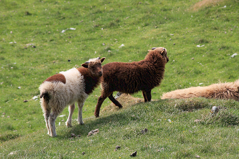 Schapen op Sandoy.