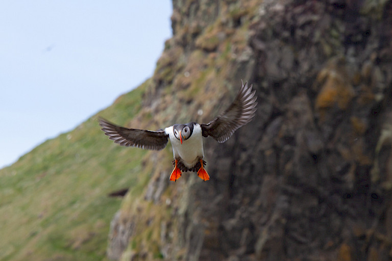 Papegaaiduiker klaar om te landen. (Mykines).