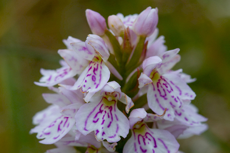 Gevlekte orchis (Dactylorhiza maculata) is een van de orchideeën die op de Færøer voorkomt.