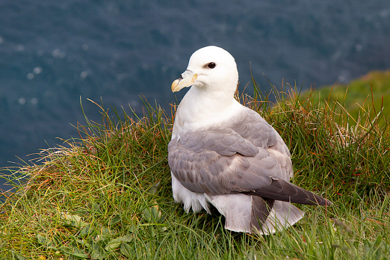 Noordse stormvogel op Mýkenes.