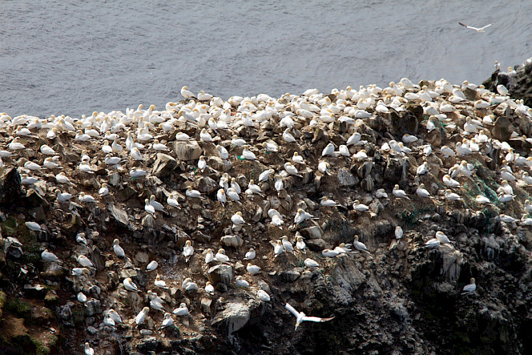 Rots bij Mýkenes met Jan-van-gentenkolonie.