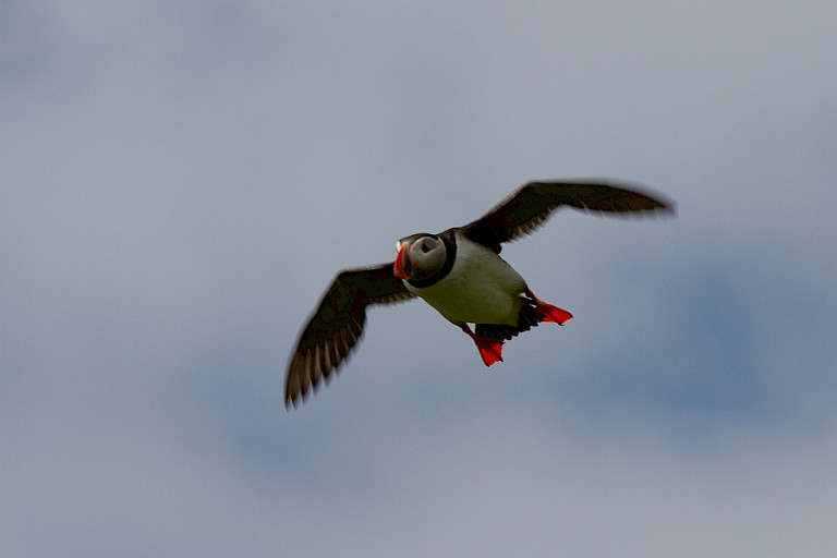 Aanvliegende Atlantisch papegaaiduiker.