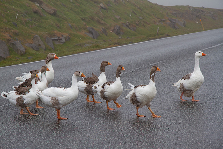 Ganzen lopen er nogal eens op (in) de weg.