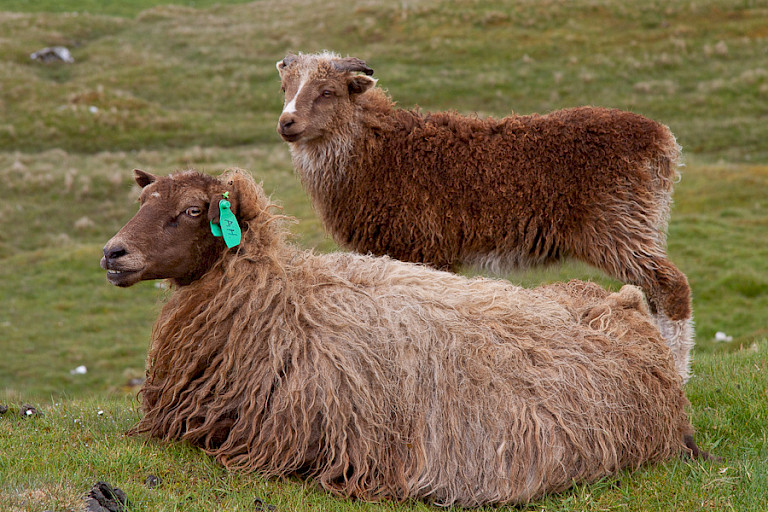 Færøer betekent Schapeneilanden en schapen komt u dan ook overal tegen.