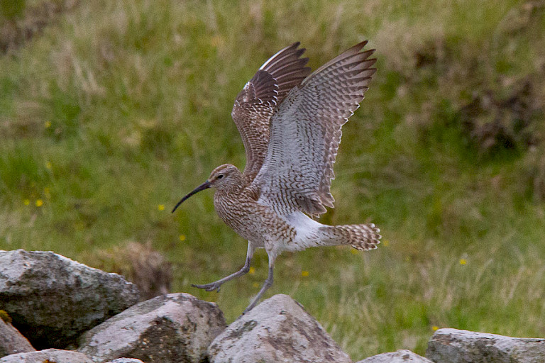 Regenwulpen komen veel voor op de Færøer.