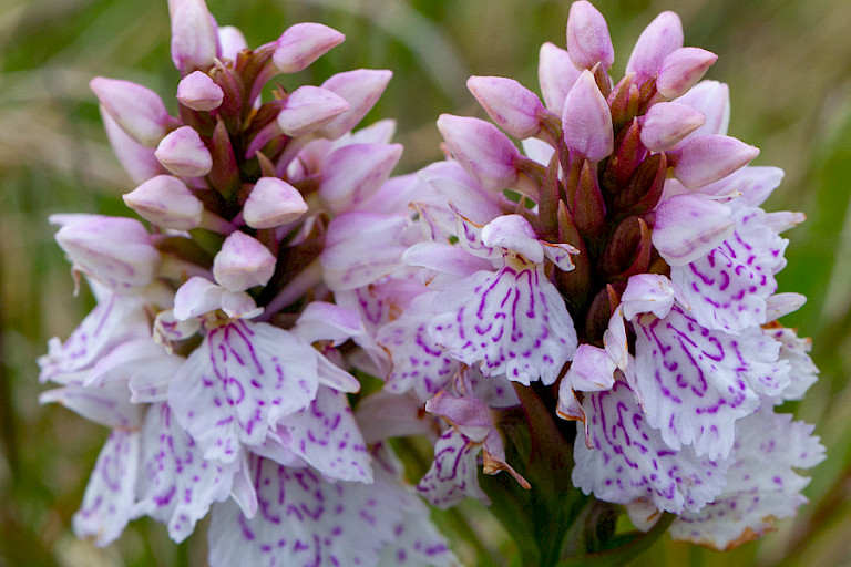 Gevlekte heideorchis.