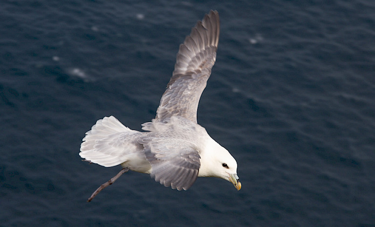 Noordse stormvogel.