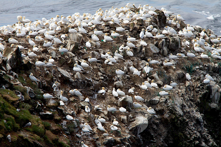 Rots bij Mýkenes met Jan-van-gentenkolonie.