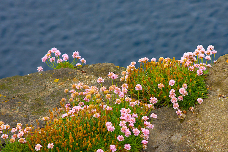 Engels gras groeit en bloeit ook op de Færøer overvloedig.