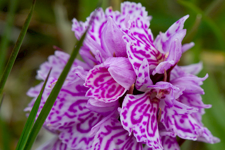 De Gevlekte heideorchis op Sandoy.
