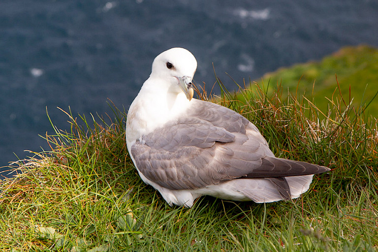 Noordse stormvogel op Mýkines