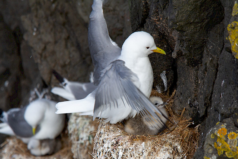 Drieteenmeeuwen broeden in grote kolonies op de steile kliffen van o.a. Mýkines en Vestmanna.
