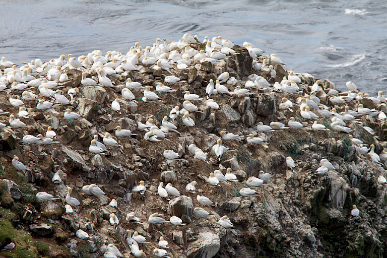 Rots bij Mýkines met Jan-van-gentenkolonie.