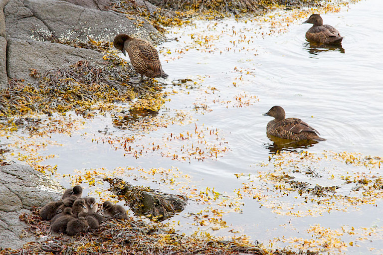 Nestje met Eidereendenkuikens