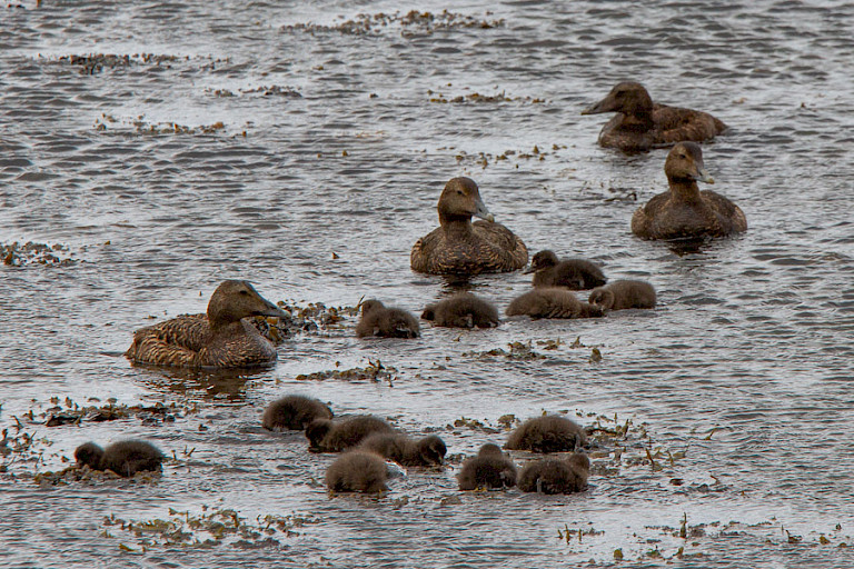 Eidereenden met pijltjes in de haven van Tórshavn.
