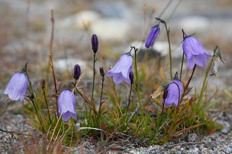 Grasklokjes groeien in en rond Ilulissat.