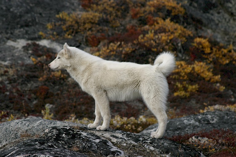 Sledehonden zijn in Noord-Groenland overal te vinden.