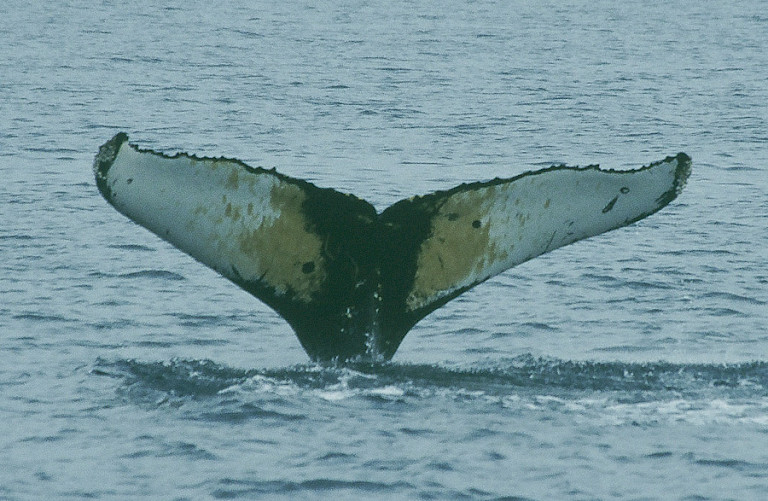 Walvisstaart (Bultrug). Excursies vanuit Nuuk en Maniitsoq.