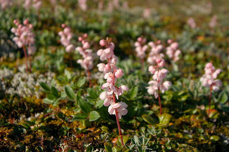 Immergroen is een van de vele bloeiende planten op Groenland.