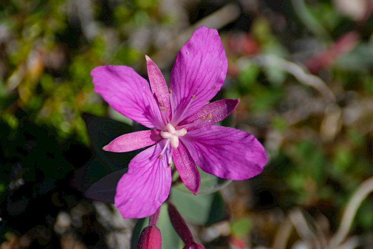 Niviarsiaq (Klein meisje), het Breedbladig wilgenroosje is de nationale bloem van Groenland.