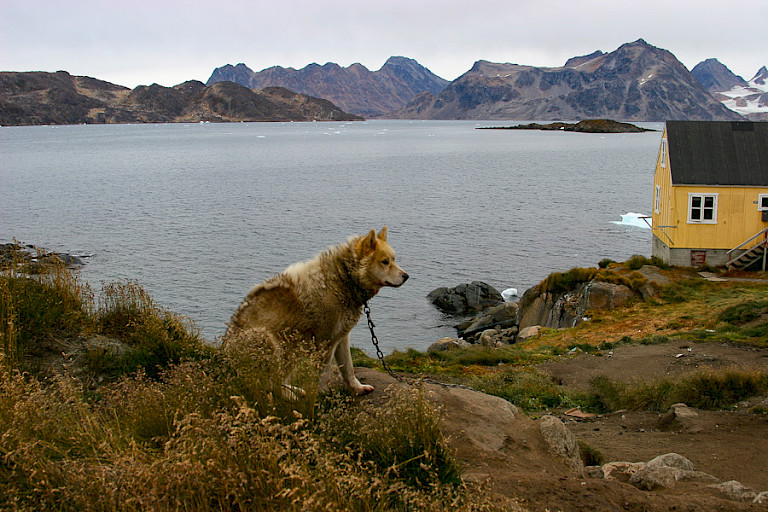 Sledehond in Kulusuk.