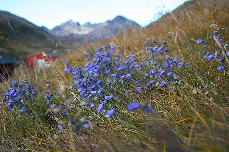Het Grasklokje kleurt de hellingen helderblauw.