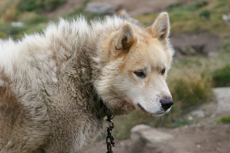 Groenlandse sledehond.