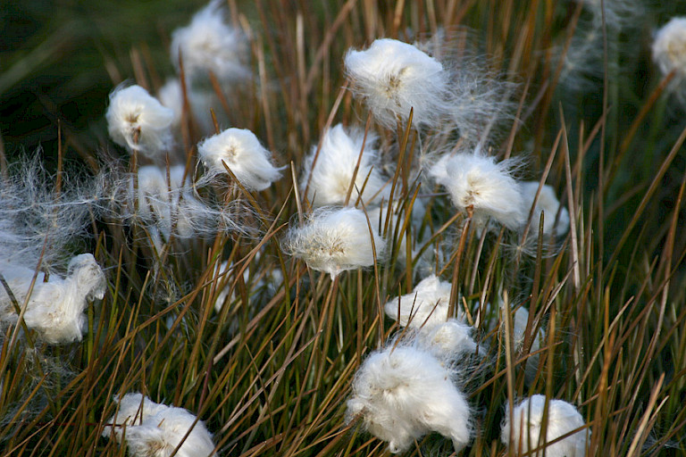 Wollegras.