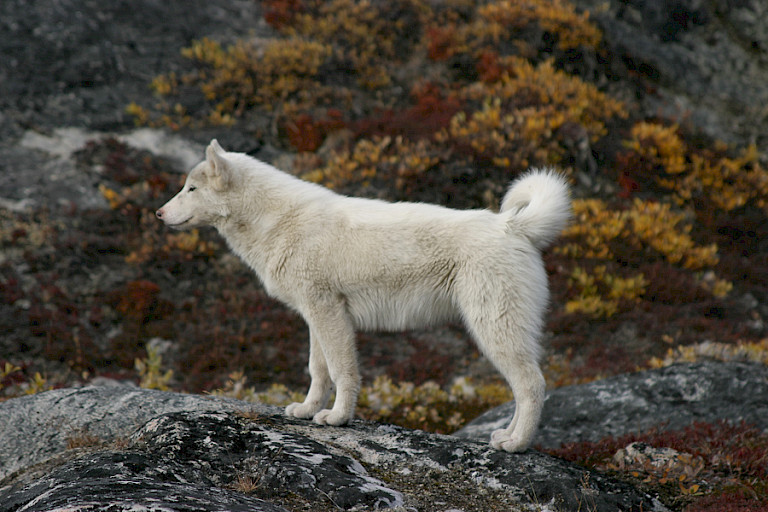 Groenlandse hond.