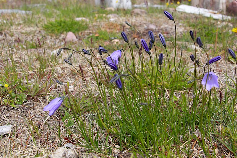 Grasklokje nabij Igaliku, Zuid-Groenland