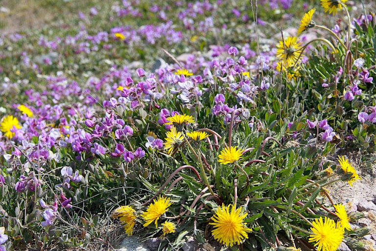 De hellingen staan vol bekende (Paardebloemen) en minder bekende wilde bloemen.