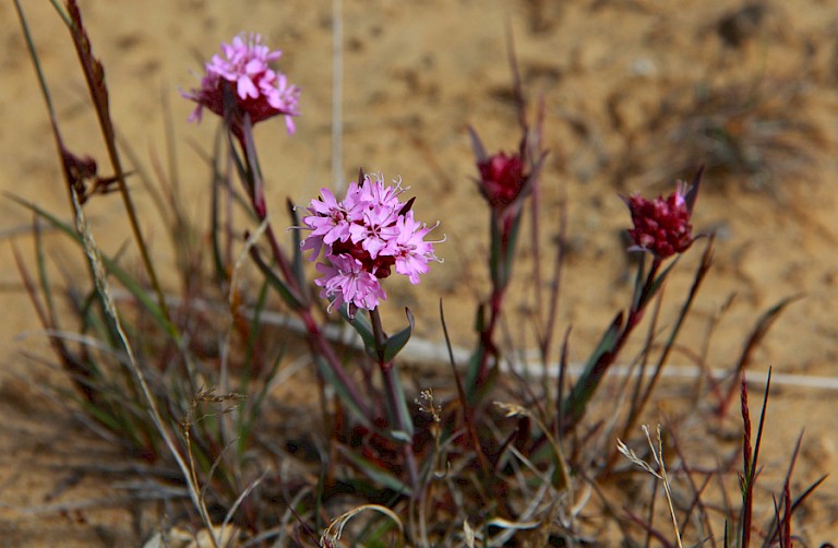 Braya purpurascens is een van de planten die tijdens de wandelingen gezien kan worden.
