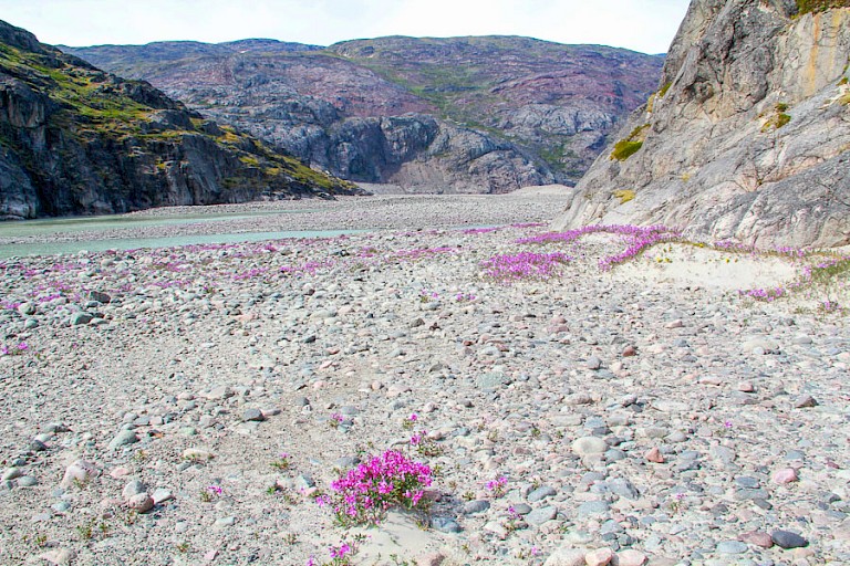 Grintbed met Breedbladig wilgenroosje.