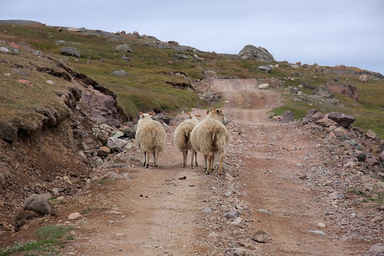 De "wandelpaden" worden ook door de vele schapen gebruikt.