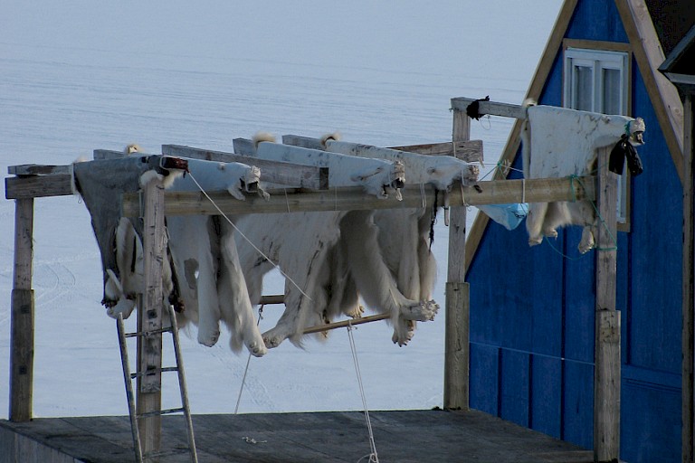 IJsberenhuiden klaar om te verwerken. Ittoqqortoormiit, Oost-Groenland. Foto: Floortje Dessing.