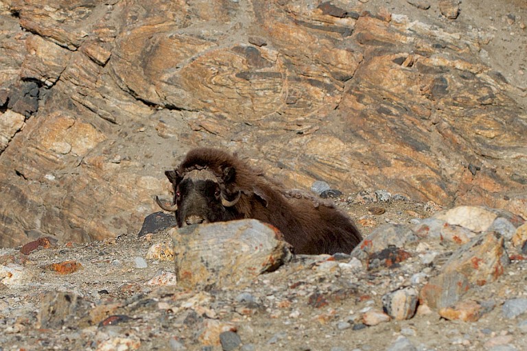De Muskusos leeft in kleine kuddes in Noordoost-Groenland.