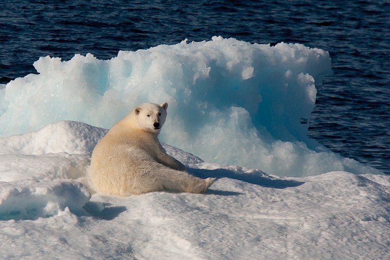 IJsbeer op pakijs tijdens de oversteek van Oost-Groenland naar Spitsbergen.