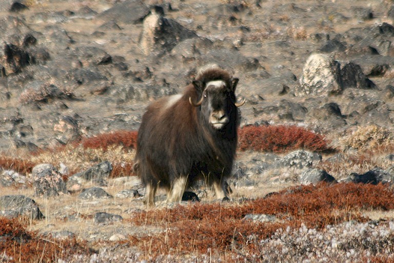 Een Muskusos slaat de groep wandelaars gade.