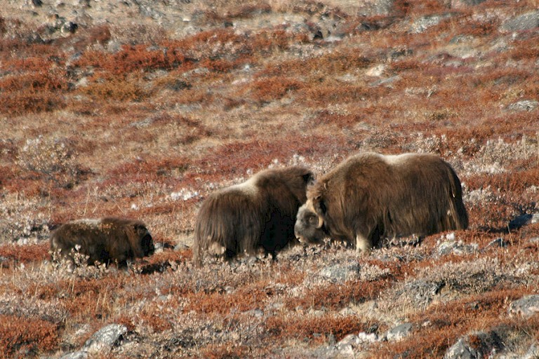 Muskusossen met kalf op de toendra.