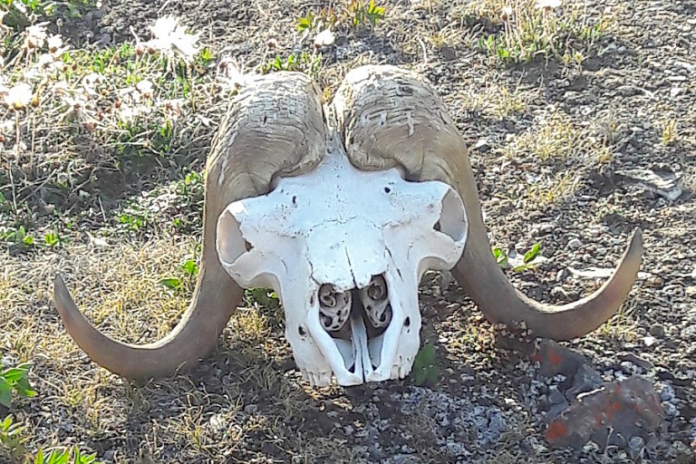 Een skelet van een muskusos, Blomsterbugta (Kejser Franz Josef Fjord).