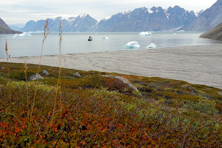 De eerste bessenstruikjes beginnen rood te verkleuren in de Eskimobugt (Nordvestfjord, Scoresbysund).