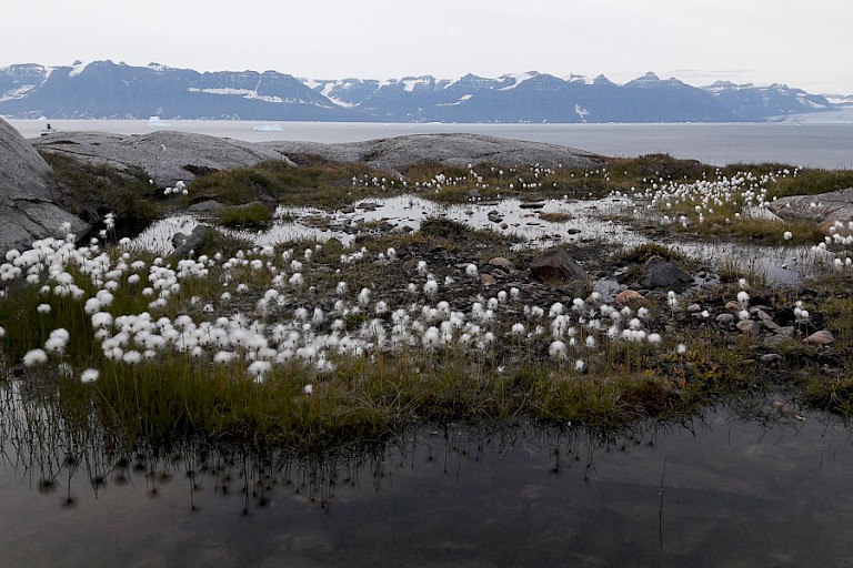 Het Wollegras staat hier op een beschutte plaats nog in bloei, Danmark Øer, Scoresbysund.
