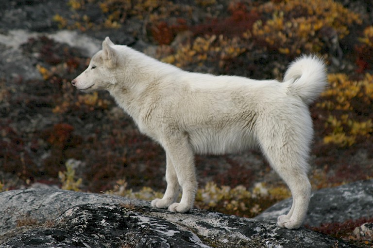 Sledehond uit Ilulissat.