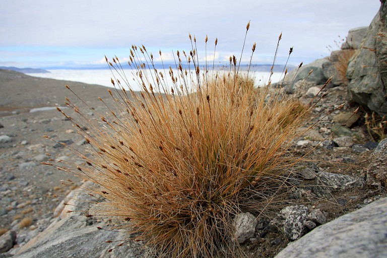 Op de bijna kale rotsen is hier en daar nog een plant te vinden.