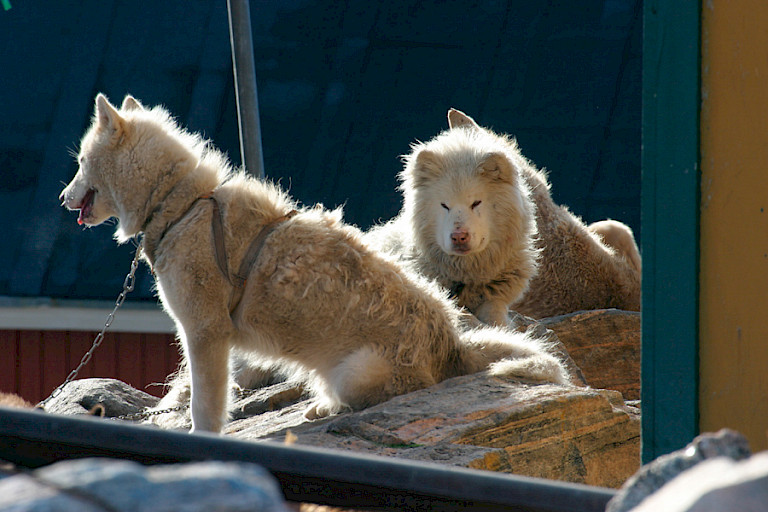 Sledehonden in Ittoqqoortoormiit. Foto: Henny Miltenburg.