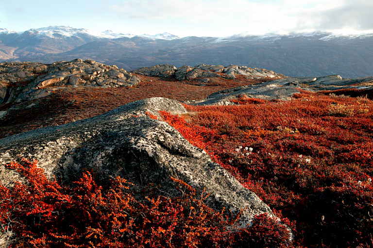 Herfstkleuren. Foto Henny Miltenburg.