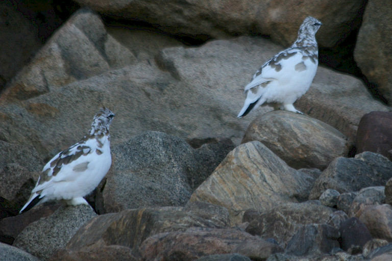Sneeuwhoenderen al half in winterkleed.