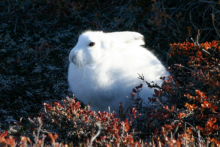 Poolhaas in wintervacht.