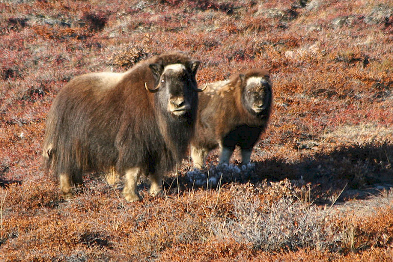 Muskusossenkoe met kalf.